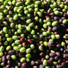 Olive varieties of Crete - Hellenic Imports