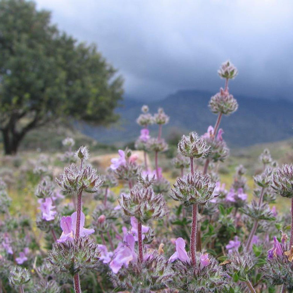 Crete, a herb paradise - Hellenic Imports