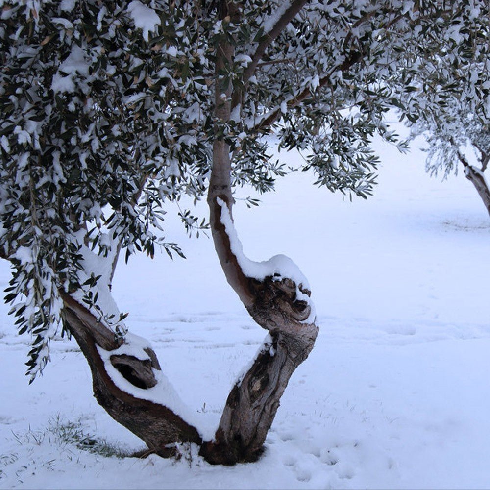 How low temperatures can help olive oil production - Hellenic Imports