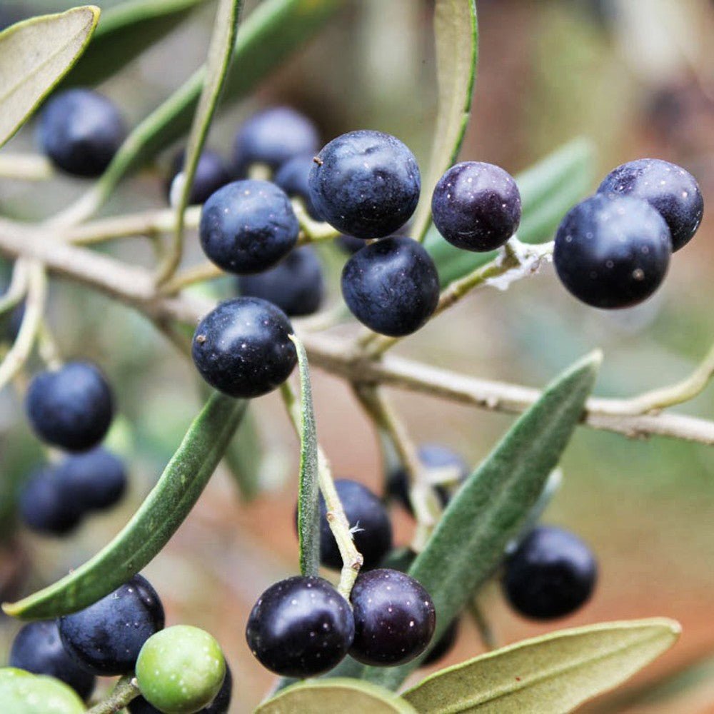 Olive oil from wild olives - Hellenic Imports