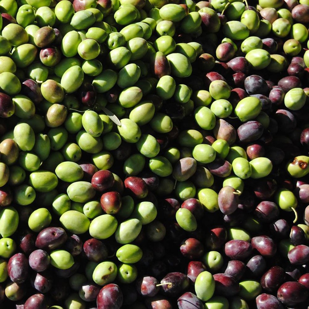 Olive varieties of Crete - Hellenic Imports