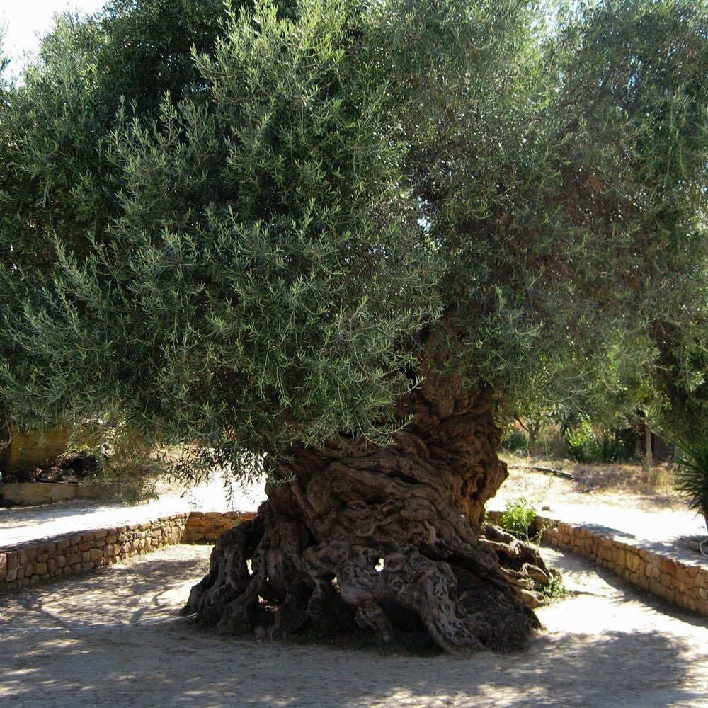 One of the oldest olive trees in the world - Hellenic Imports