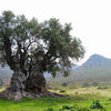 The history of olive tree and olive oil - Hellenic Imports