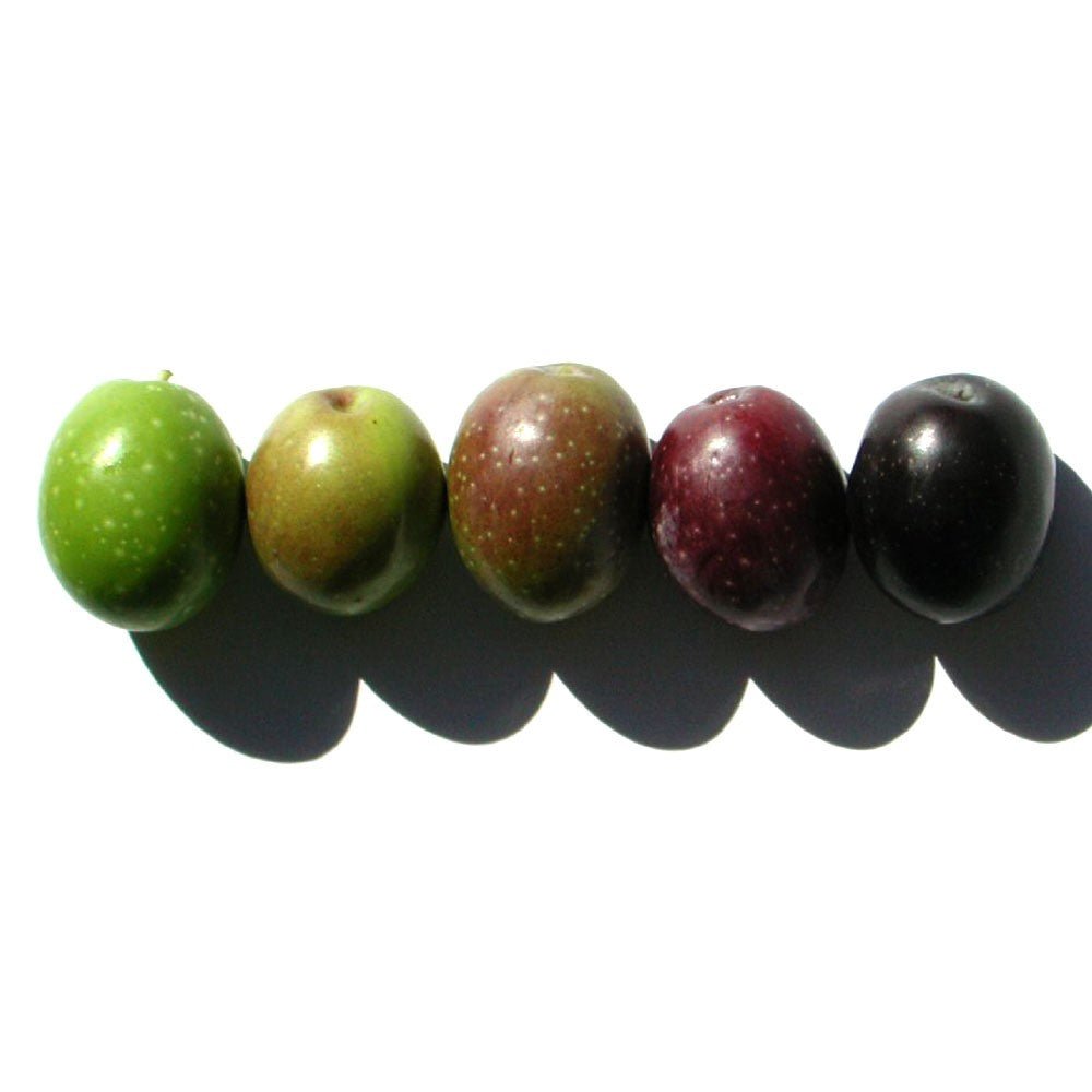 The olive fruit ripening process - Hellenic Imports