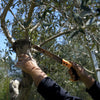 The pruning of olive tree - Hellenic Imports