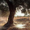 Watering olive tree - Hellenic Imports